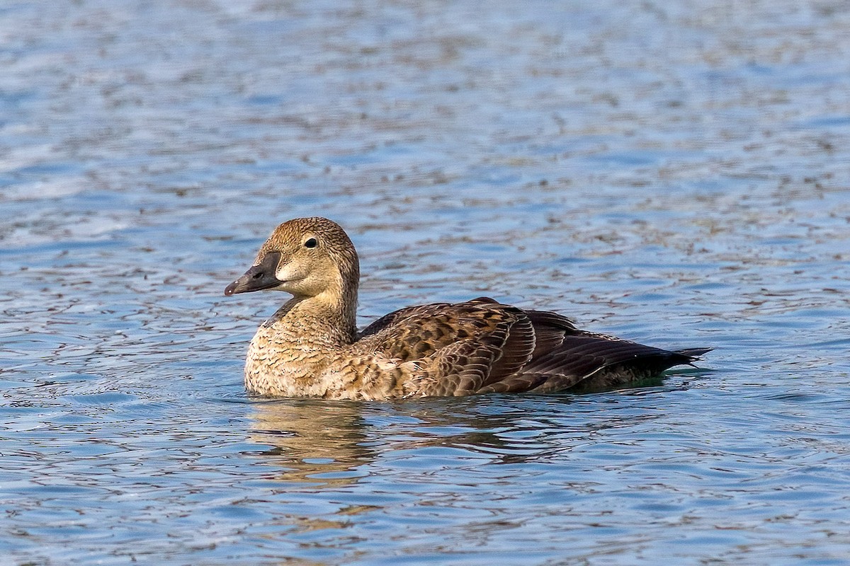 Eider à tête grise - ML627921804