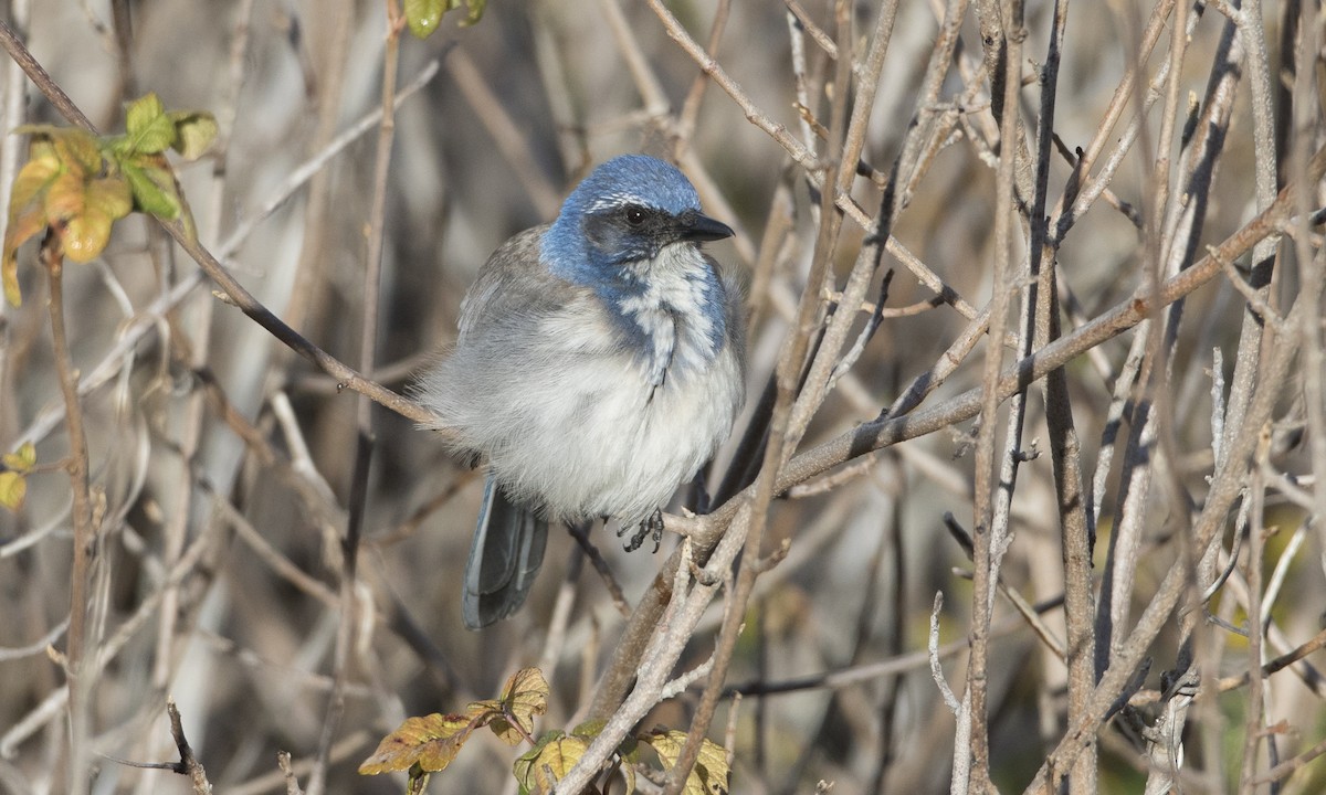 California Scrub-Jay - ML62792181