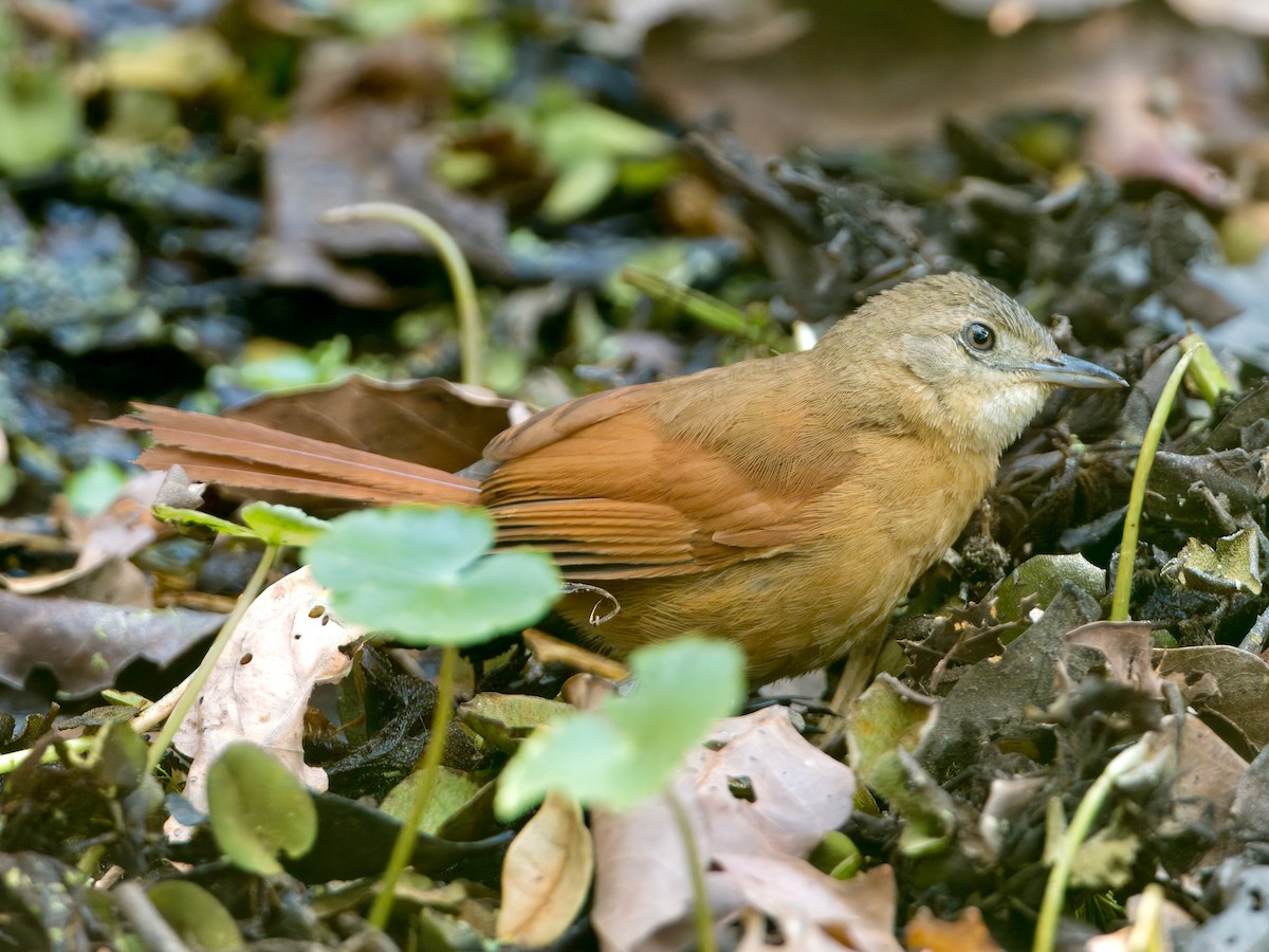 White-lored Spinetail - ML627921879