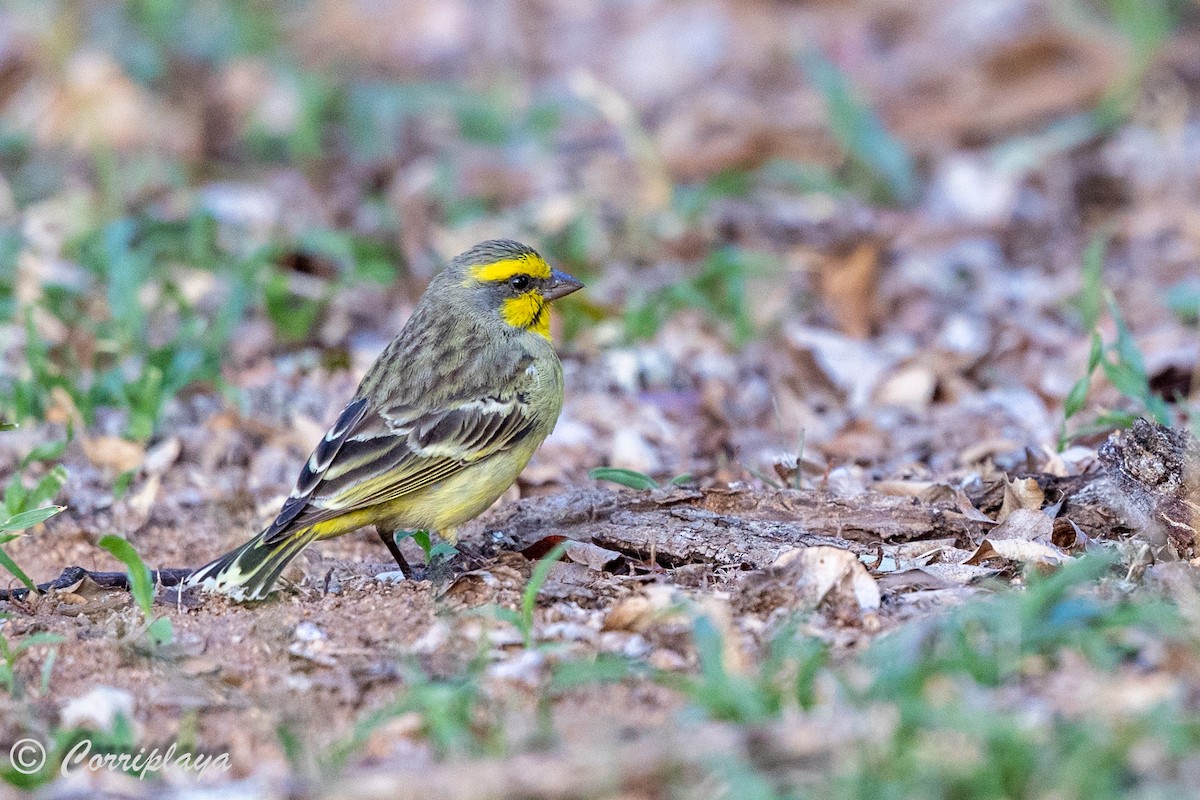 Serin du Mozambique - ML627921894