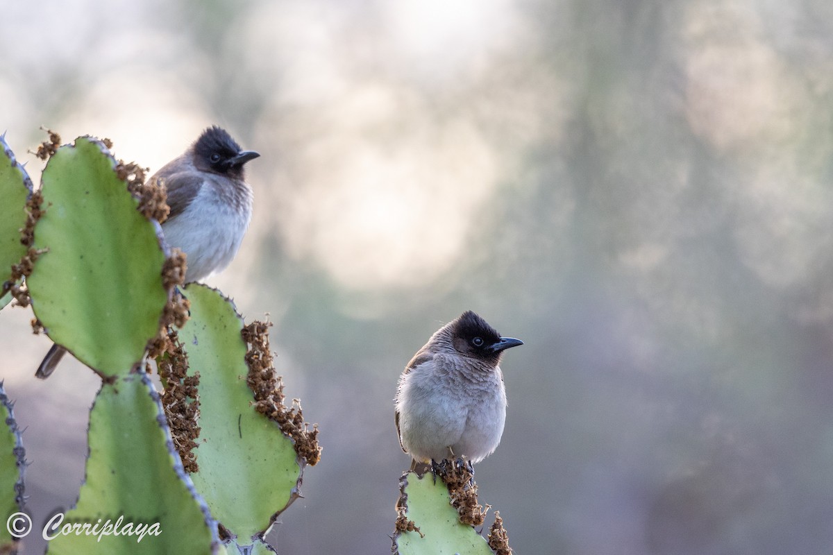 Bulbul des jardins (groupe tricolor) - ML627921898