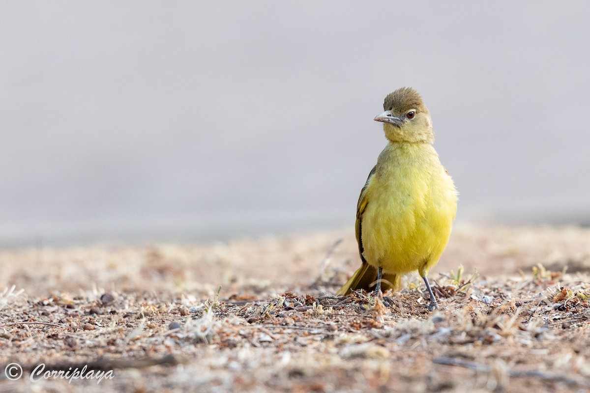 Bulbul à poitrine jaune - ML627921912