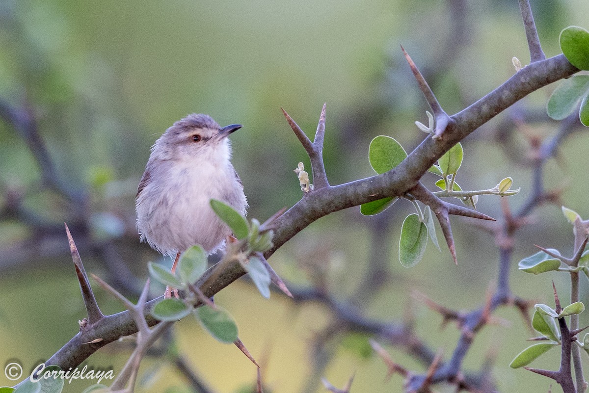 Tawny-flanked Prinia - ML627921924