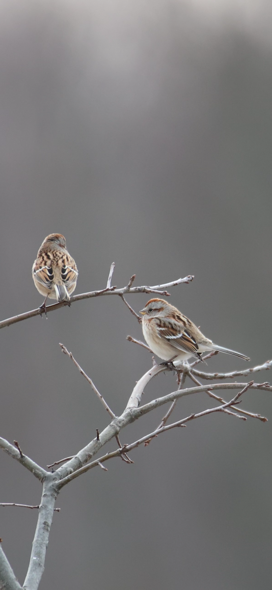 American Tree Sparrow - ML627922098