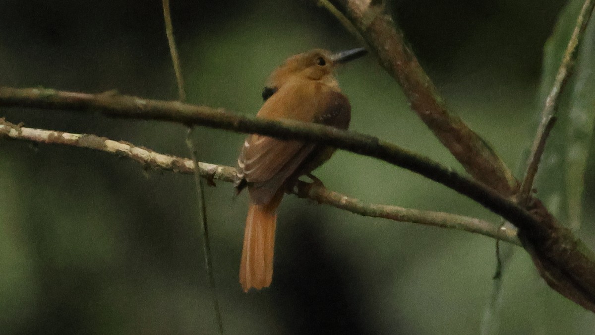 Tropical Royal Flycatcher - ML627922299