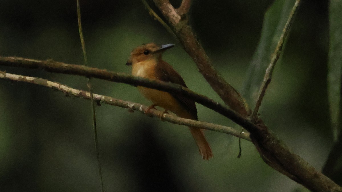 Tropical Royal Flycatcher - ML627922300