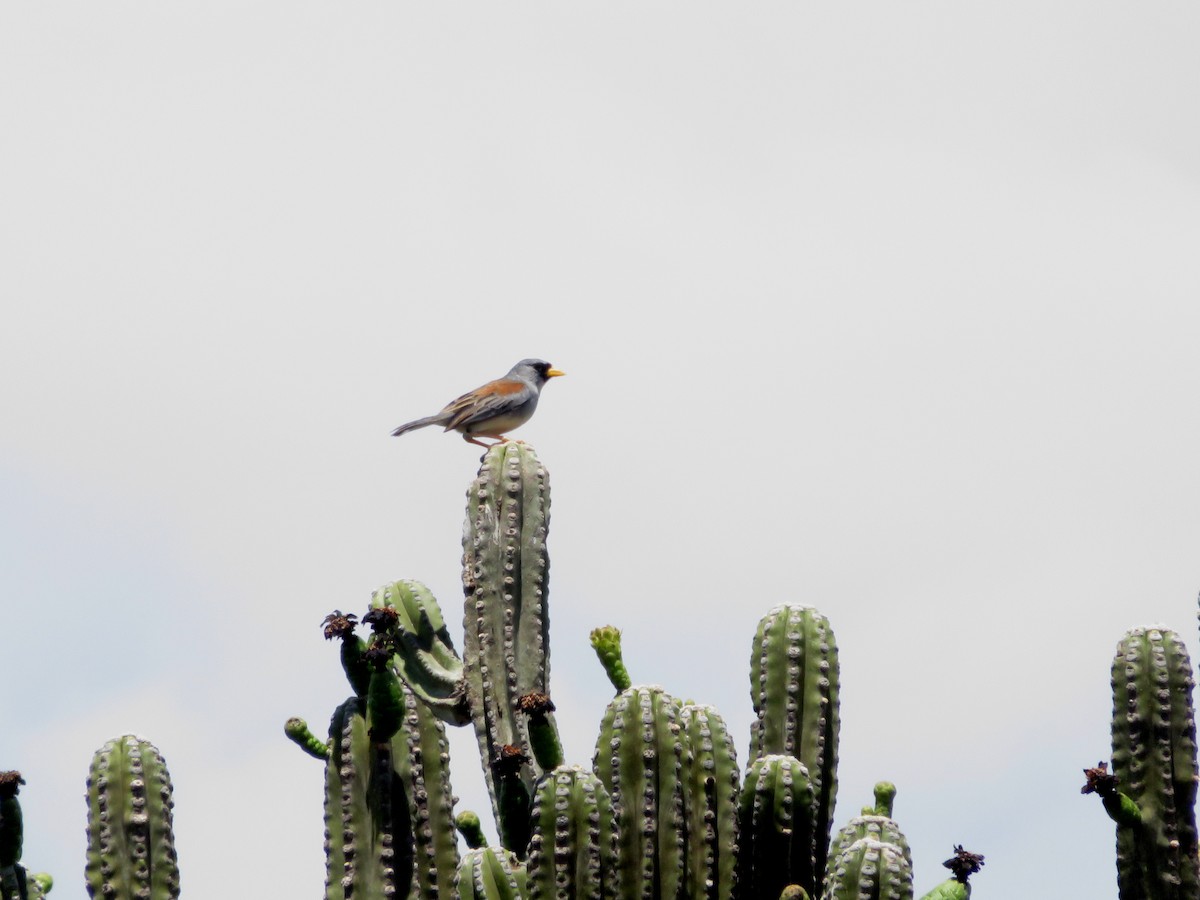 Little Inca-Finch - ML627922308