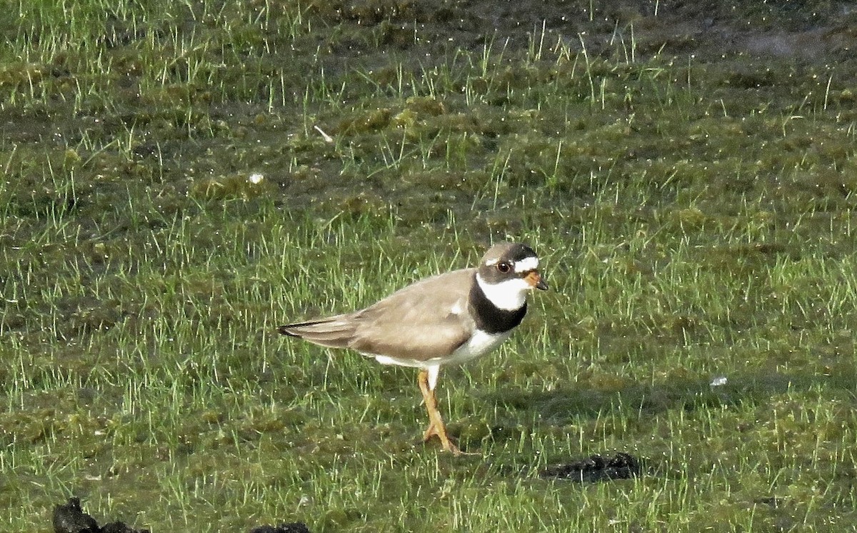 Semipalmated Plover - ML627922321