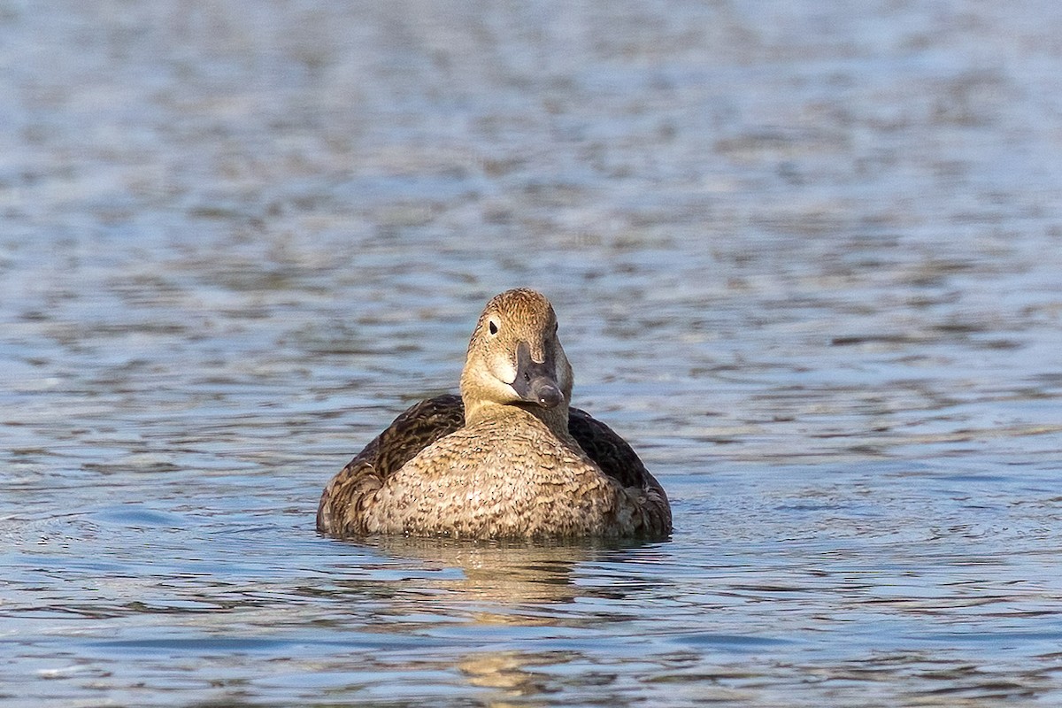 Eider à tête grise - ML627922369