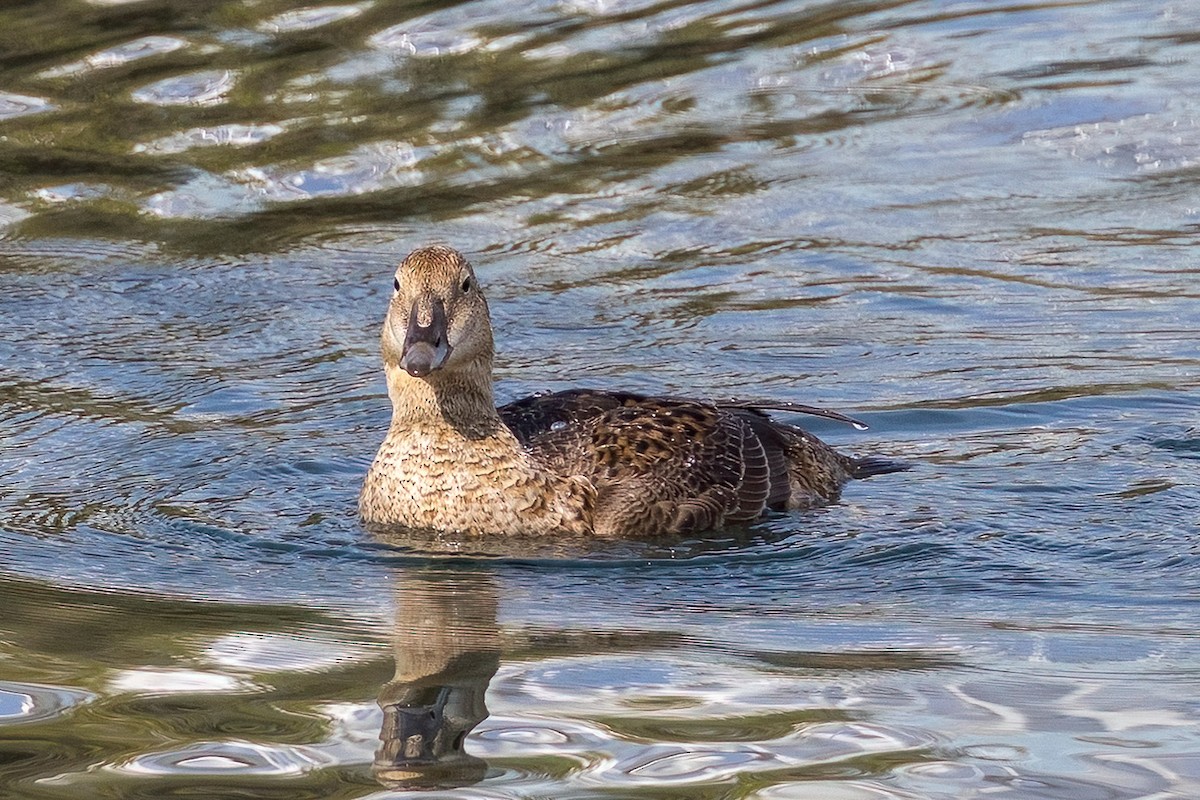 Eider à tête grise - ML627922370