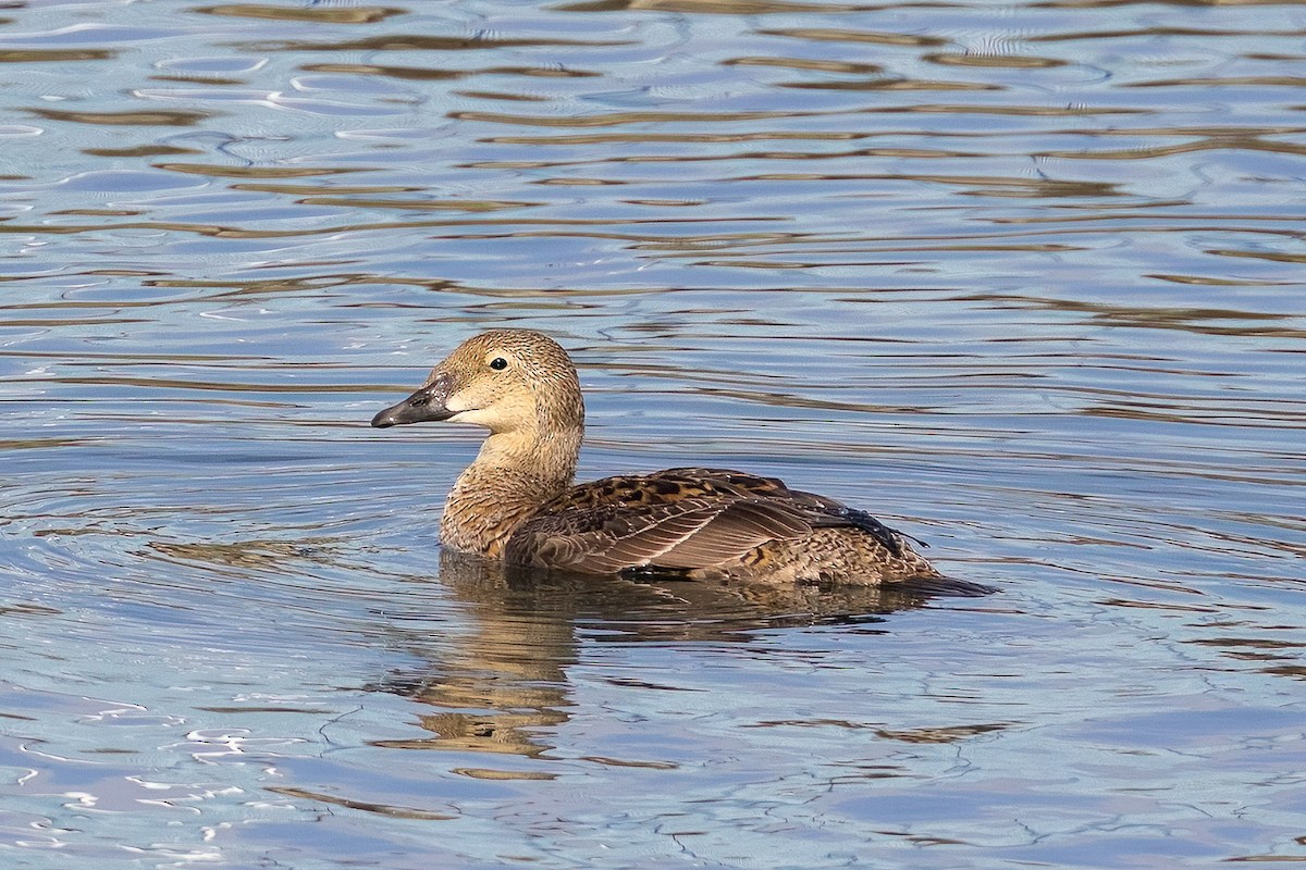 Eider à tête grise - ML627922371