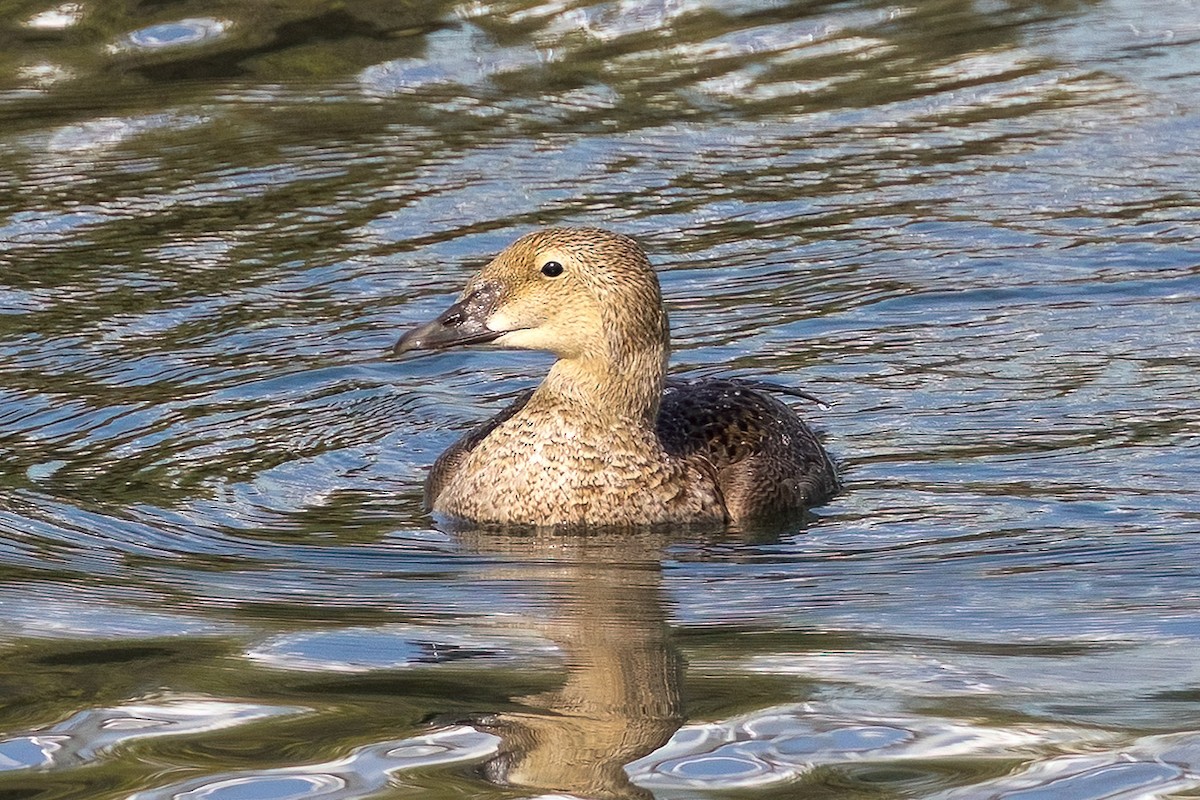 Eider à tête grise - ML627922372