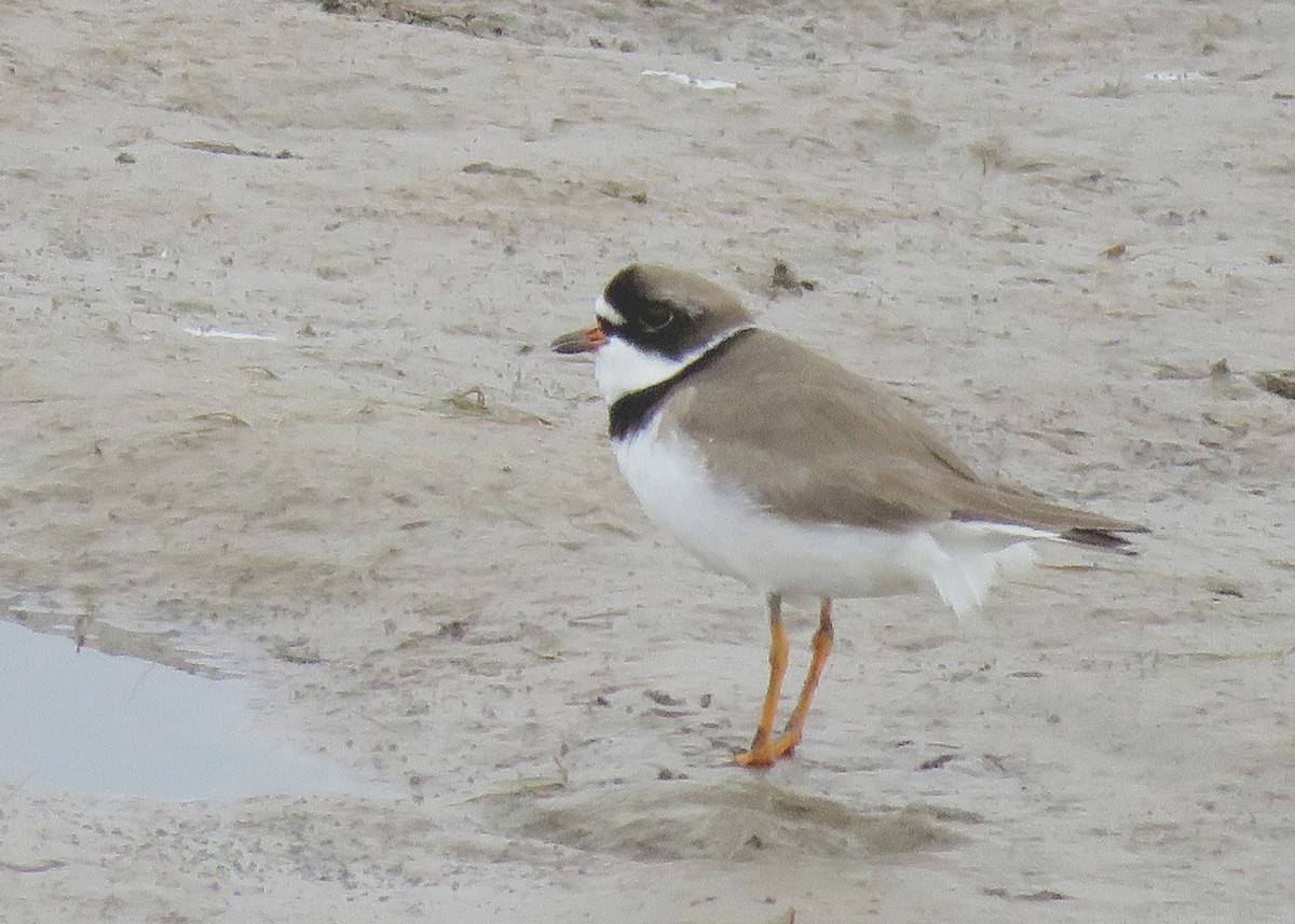 Semipalmated Plover - ML627922389