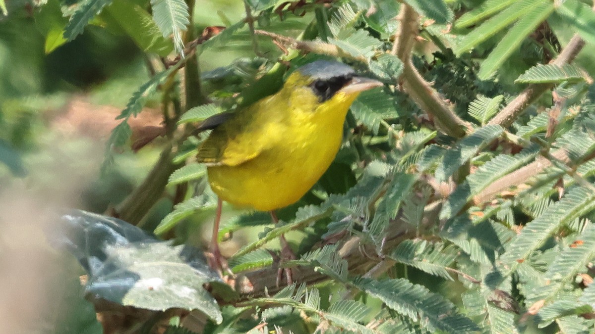 Black-lored Yellowthroat - ML627922432