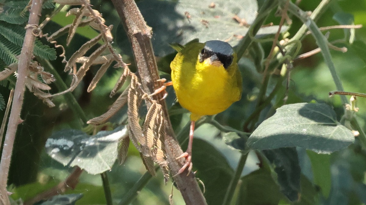 Black-lored Yellowthroat - ML627922434