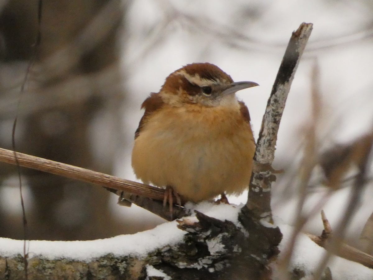 Carolina Wren - ML627922451