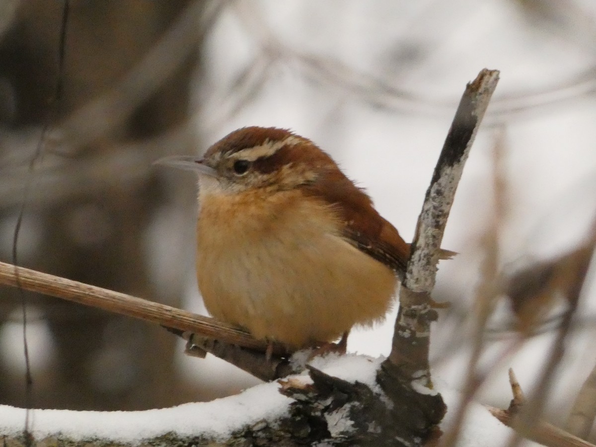 Carolina Wren - ML627922452