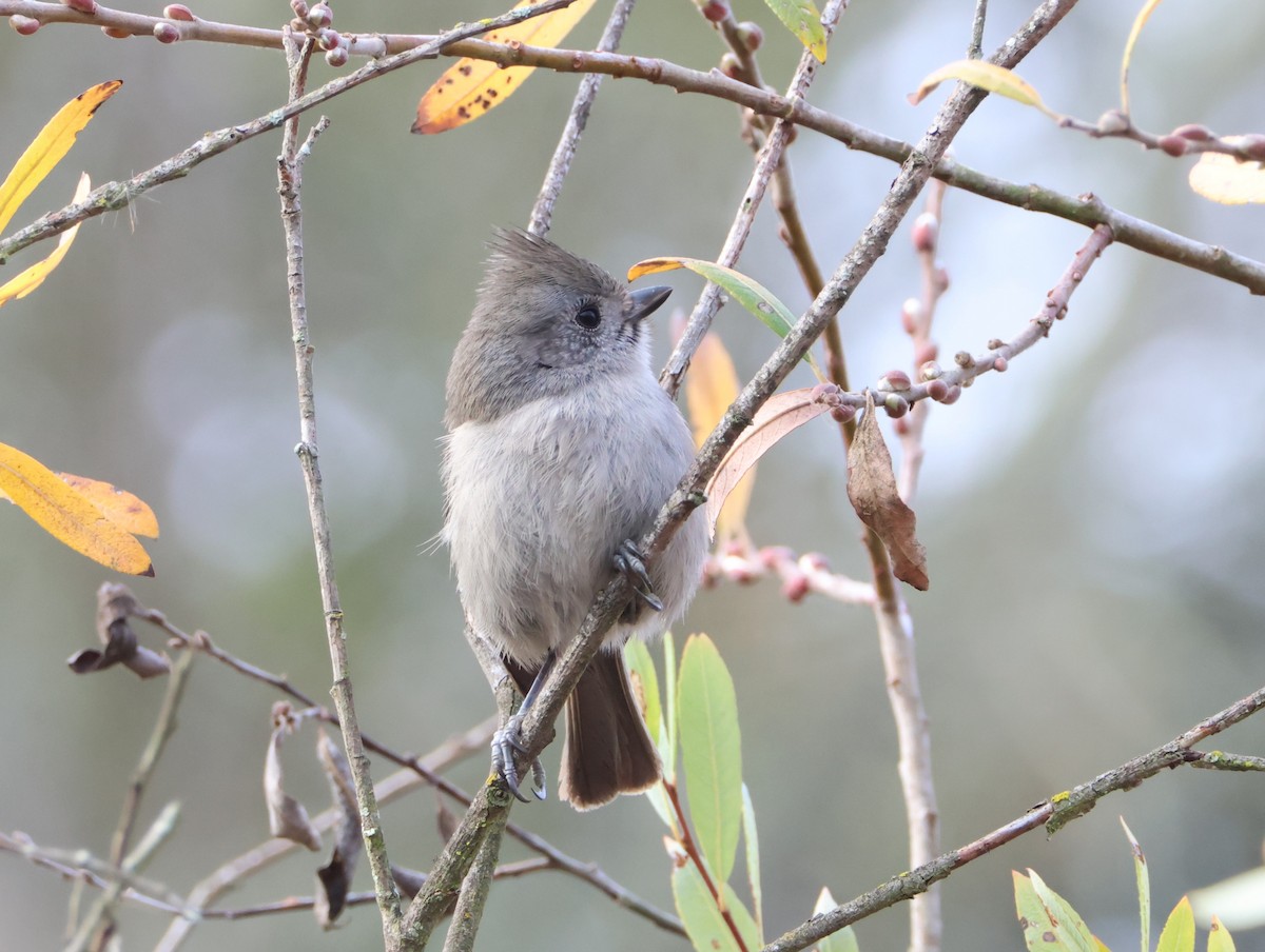 Oak Titmouse - ML627922500