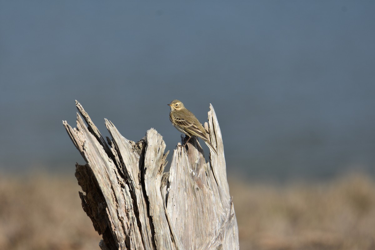 American Pipit - ML627922559