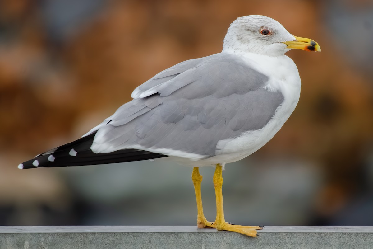 Armenian Gull - ML627922588