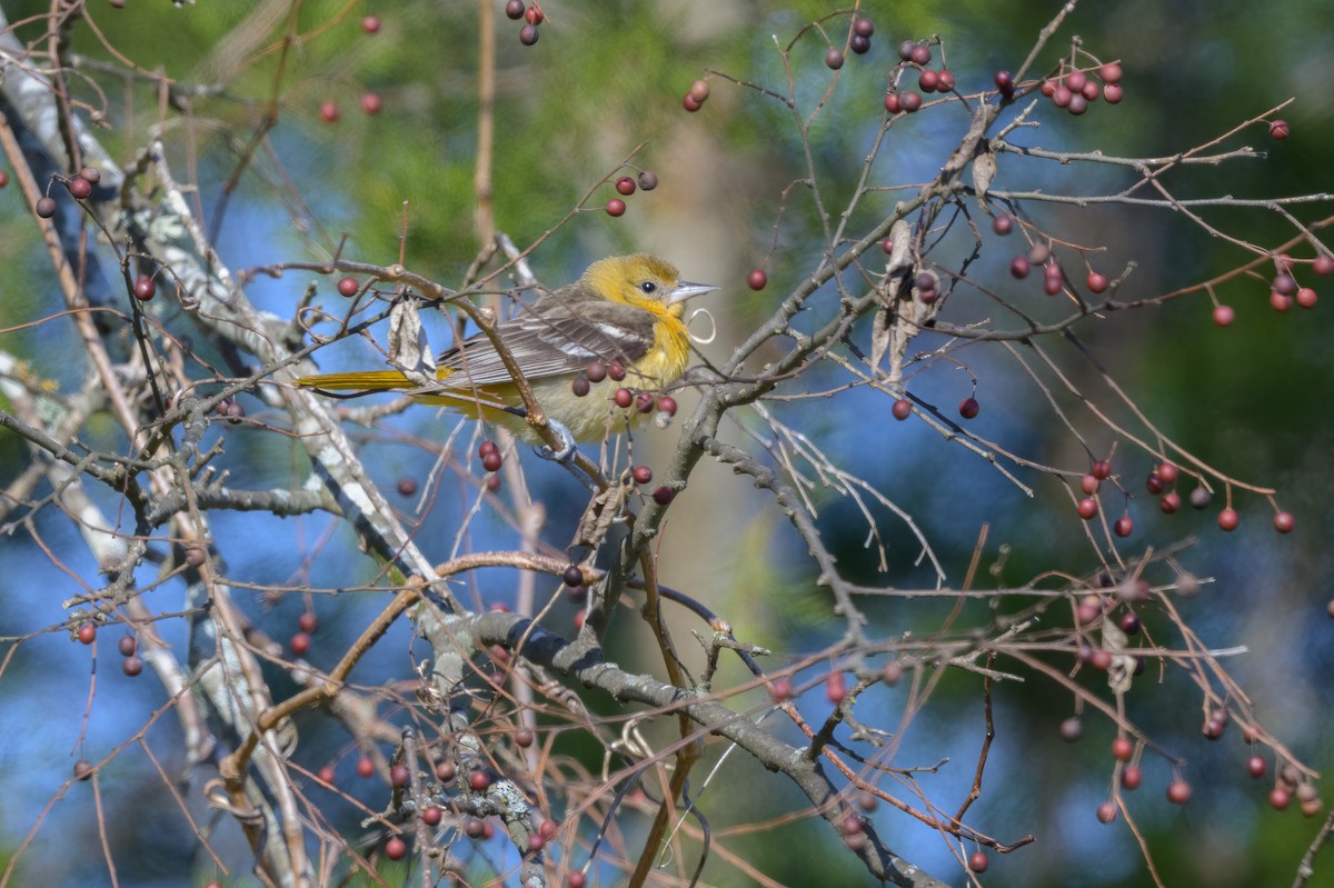 Baltimore Oriole - ML627922675
