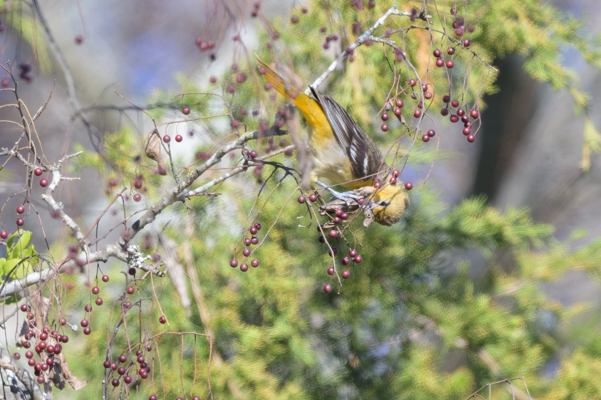 Baltimore Oriole - ML627922685