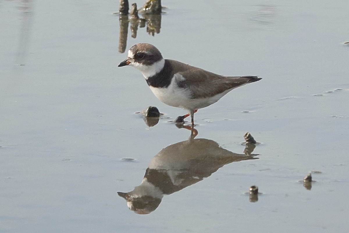 Semipalmated Plover - ML627922736