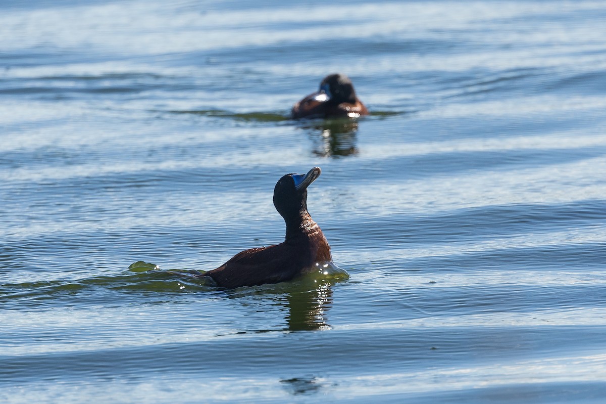 Andean/Lake Duck - ML627922859