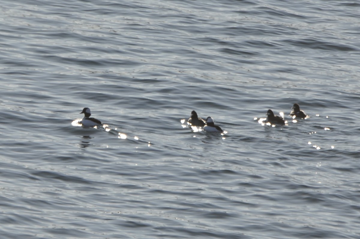 Bufflehead - ML627922861