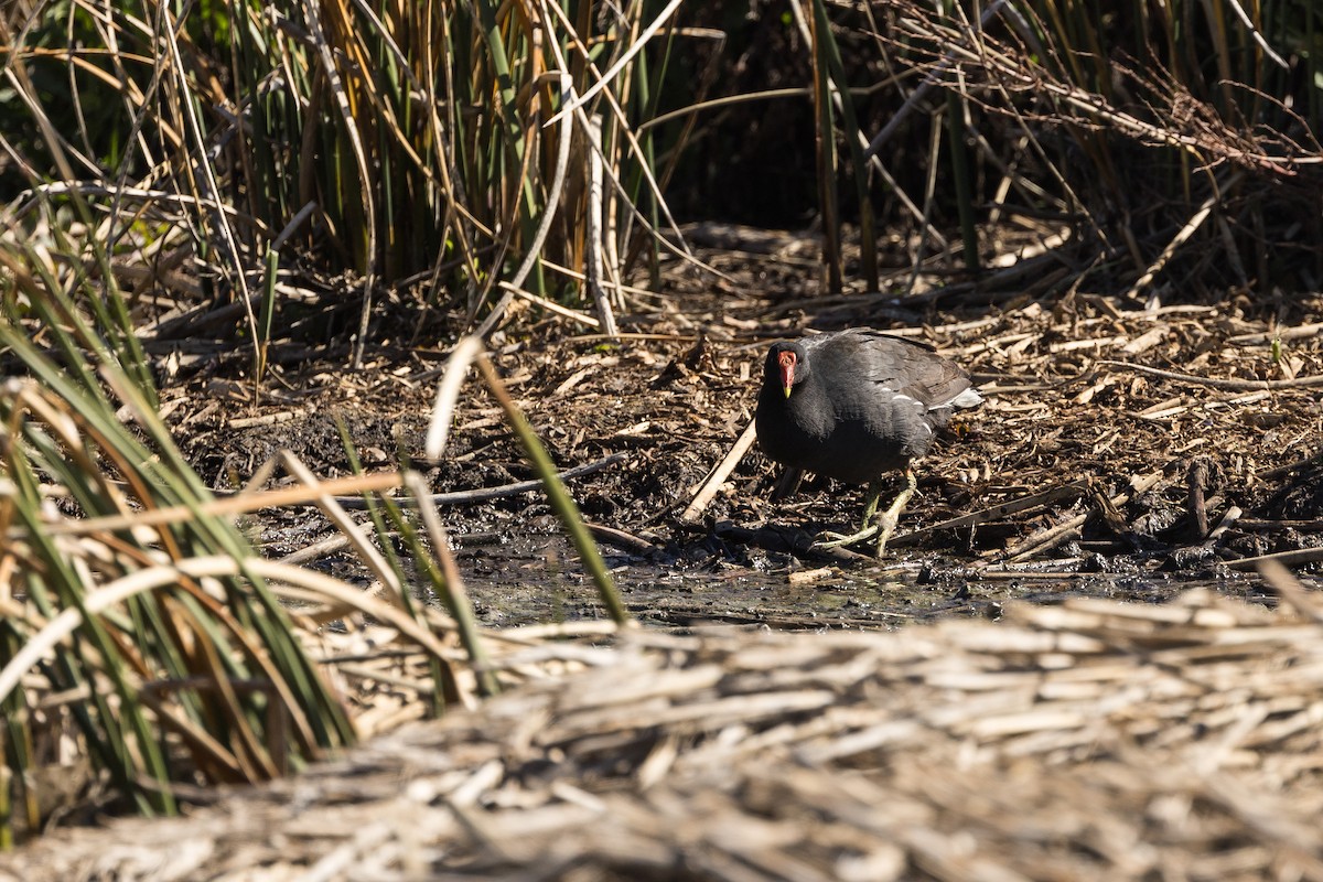 Common Gallinule - ML627922868