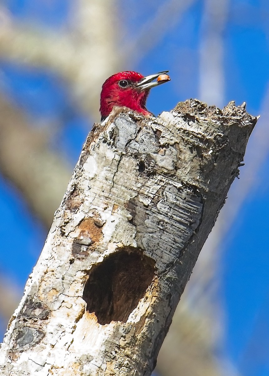 Red-headed Woodpecker - ML627922872