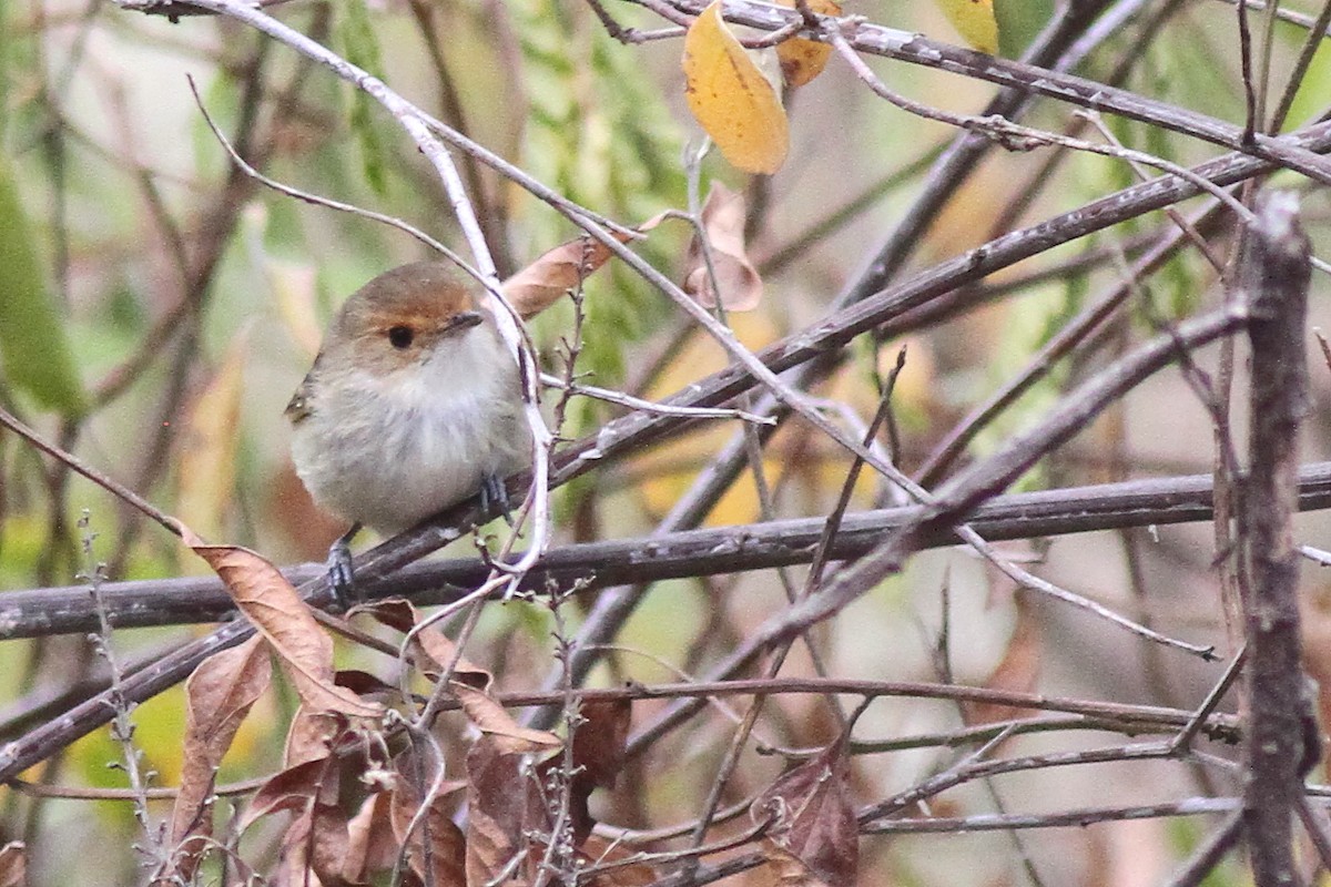 Fulvous-faced Scrub-Tyrant - ML627922875