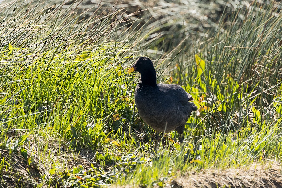 Red-fronted Coot - ML627922878