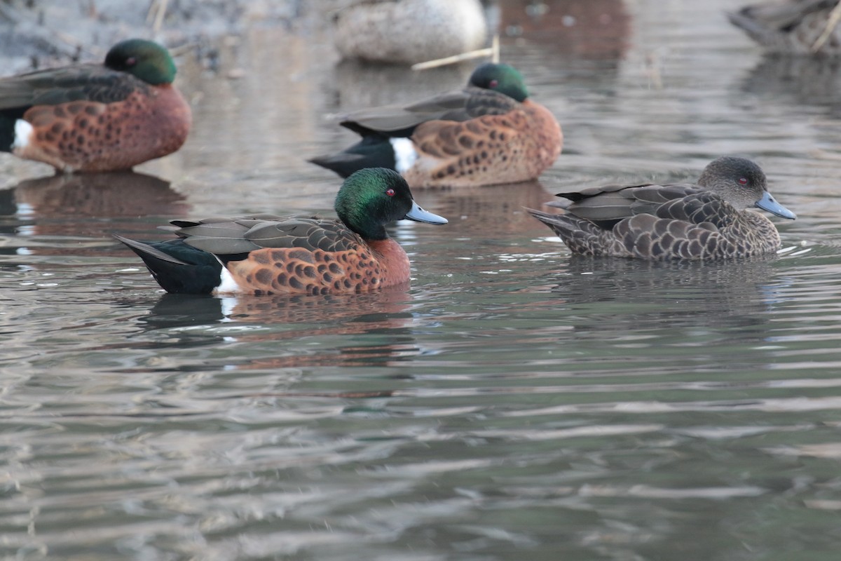 Chestnut Teal - ML627922886