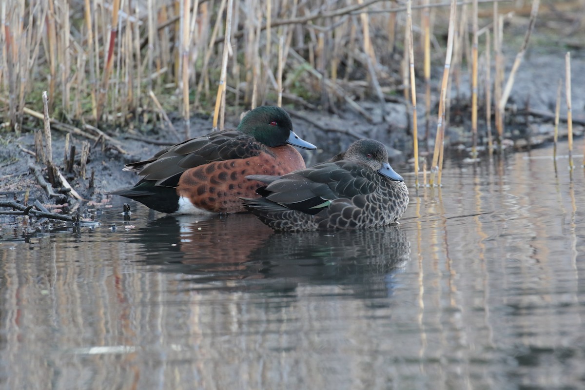 Chestnut Teal - ML627922887