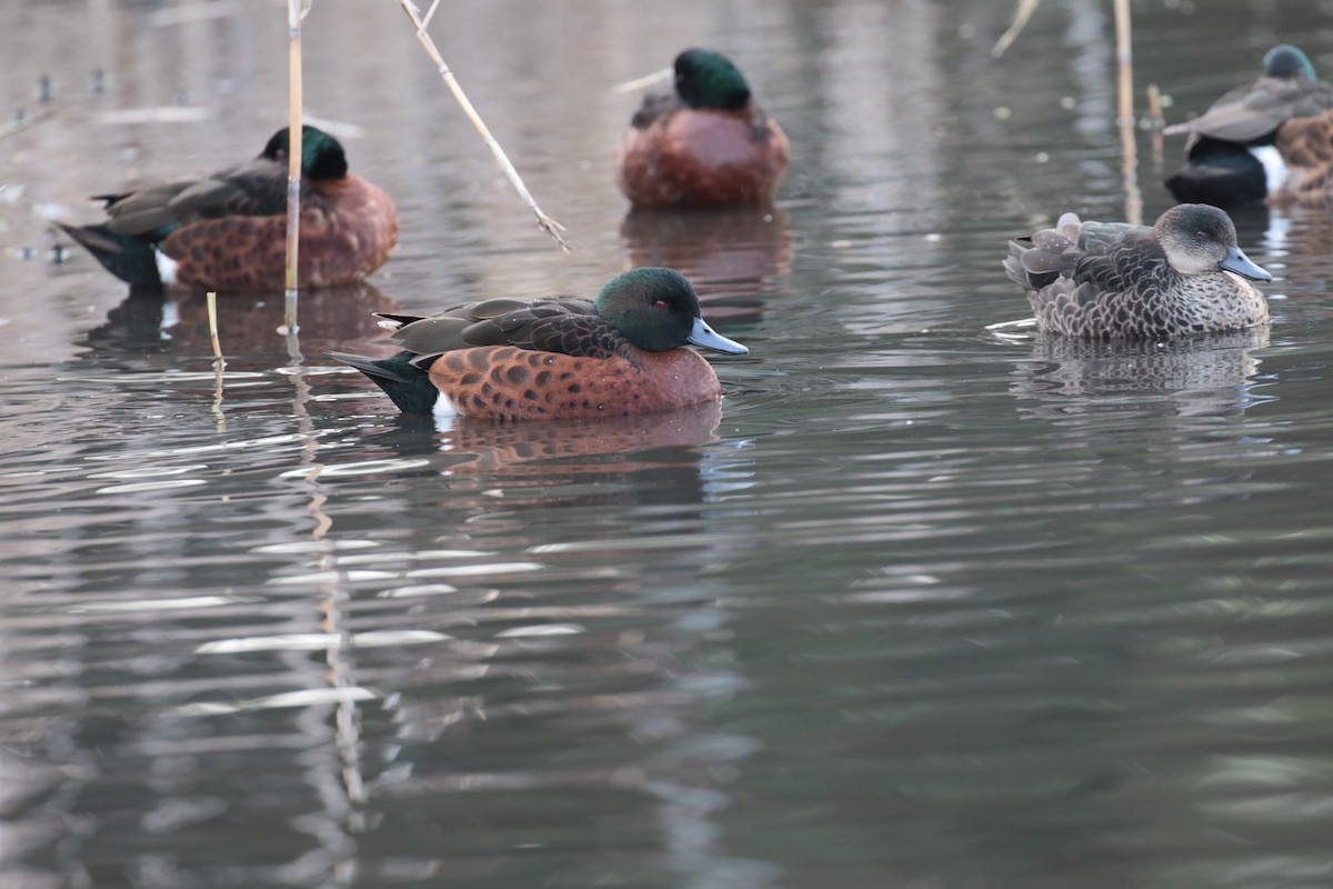 Chestnut Teal - ML627922888