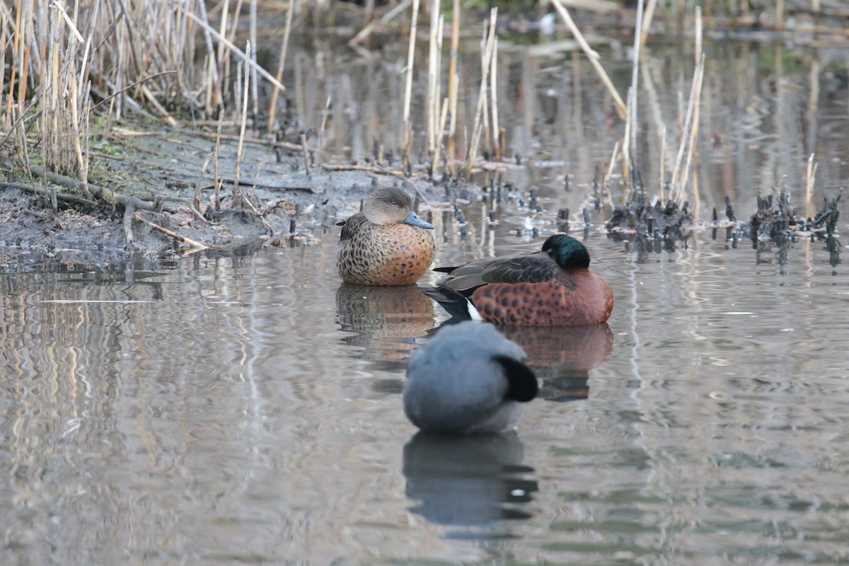 Chestnut Teal - ML627922890