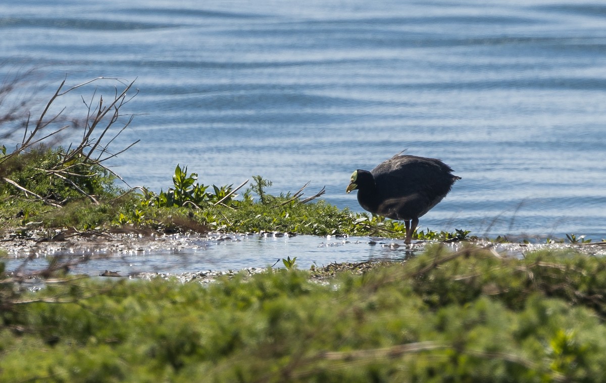 Red-gartered Coot - ML627922891