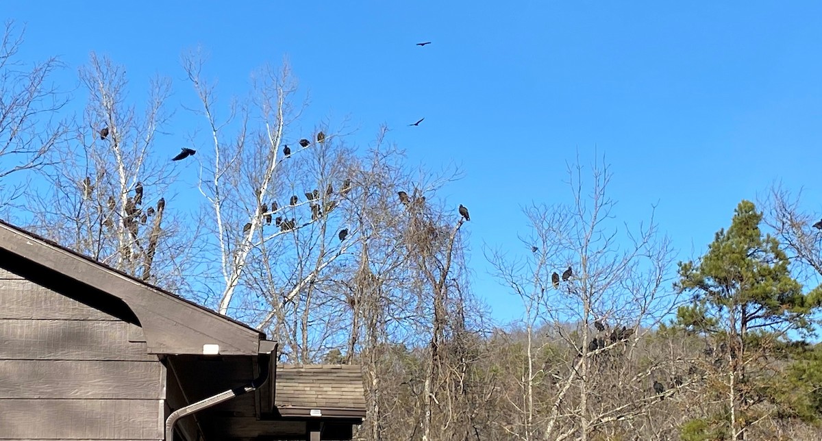 Black Vulture - ML627922909