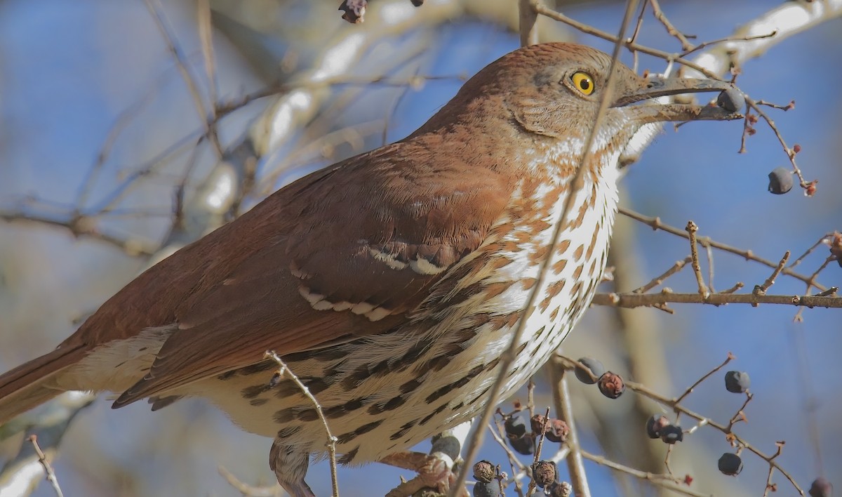 Brown Thrasher - ML627922910