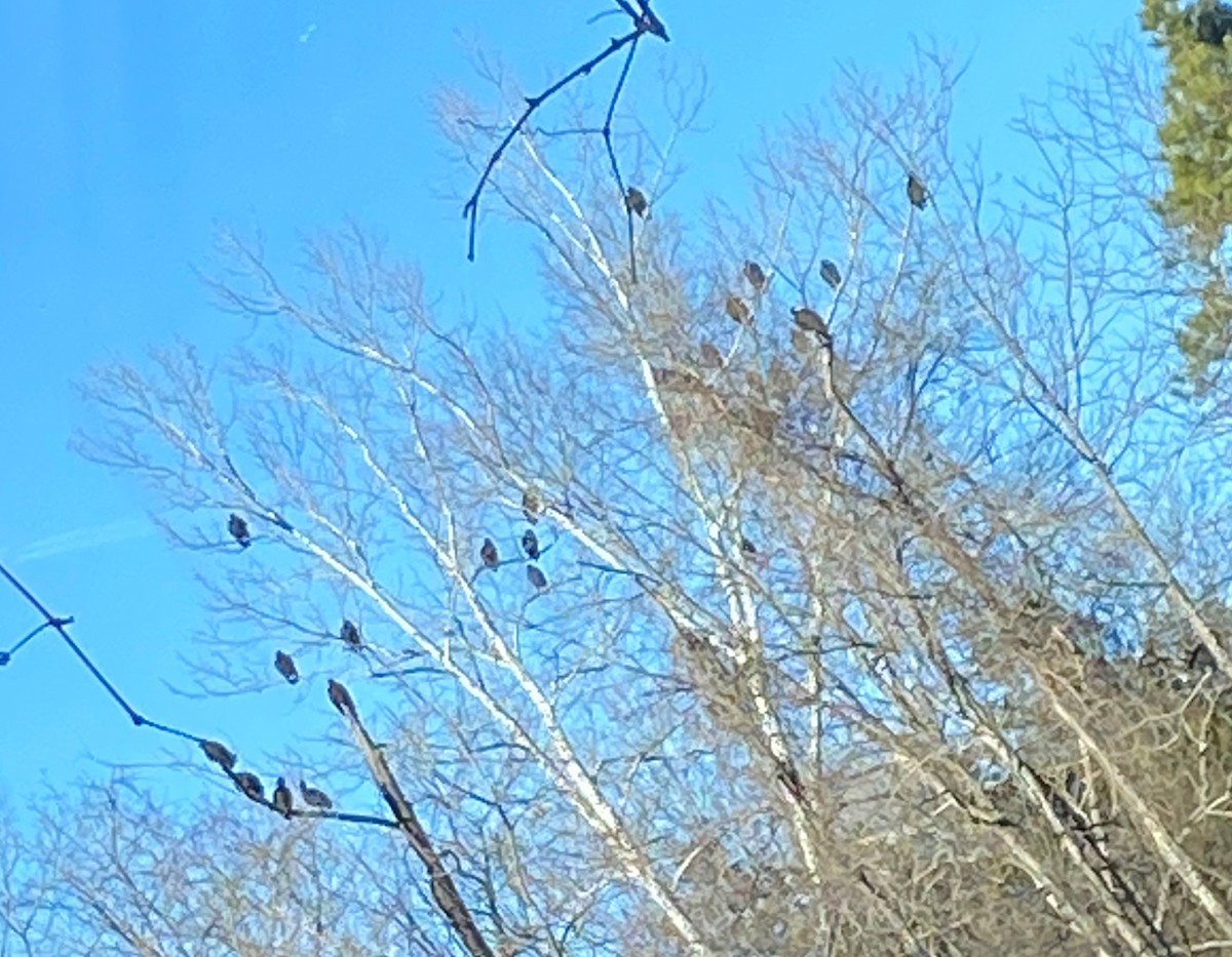 Black Vulture - ML627922912