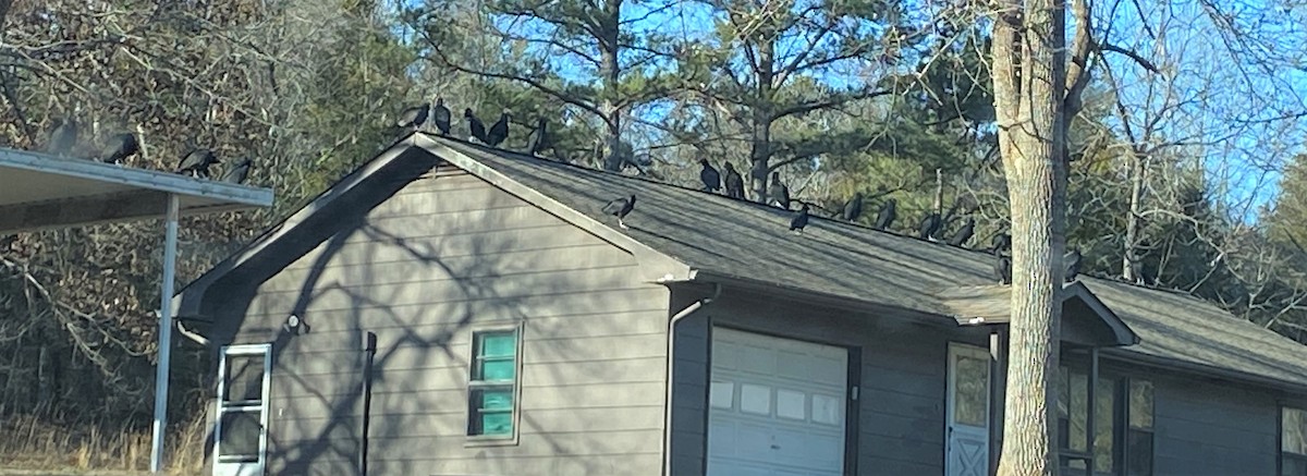 Black Vulture - ML627922914