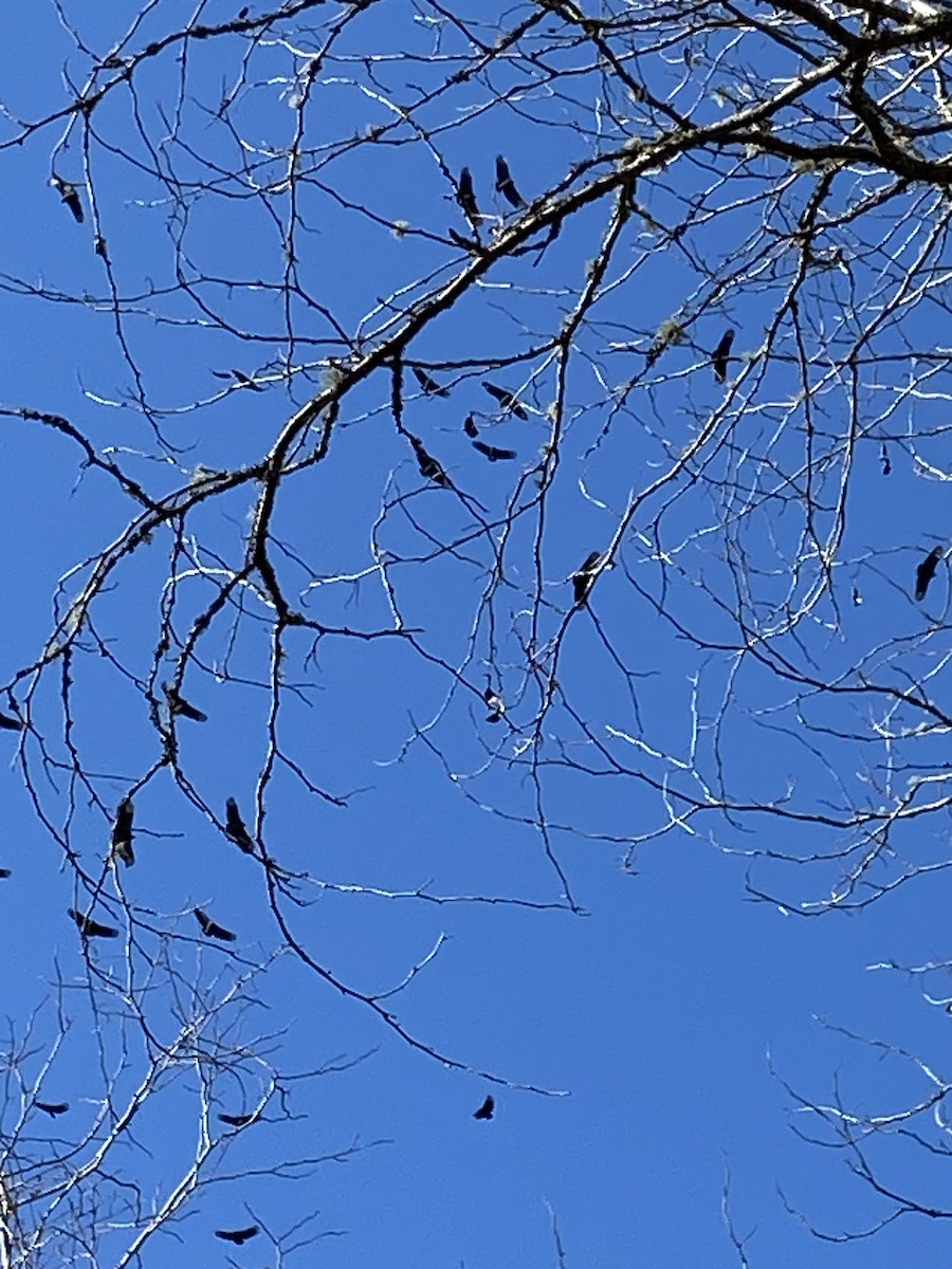 Black Vulture - ML627922916