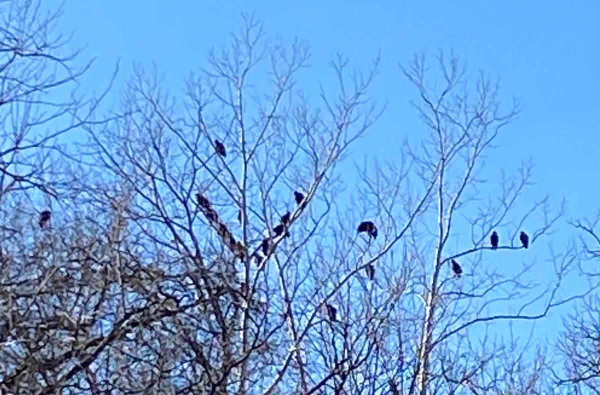 Black Vulture - ML627922918