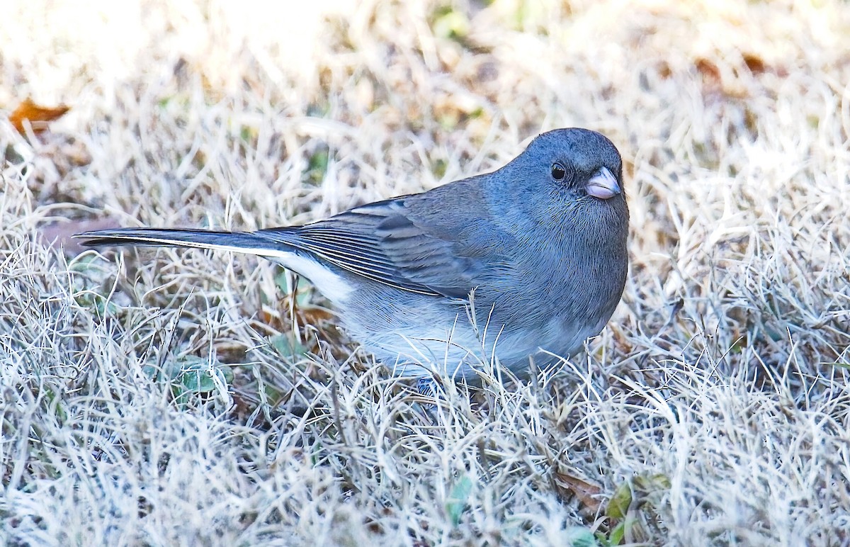 Dark-eyed Junco - ML627922920