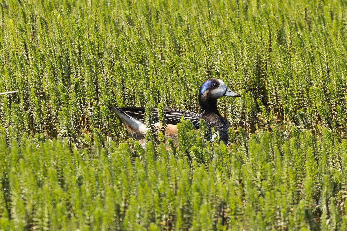 Chiloe Wigeon - ML627922948