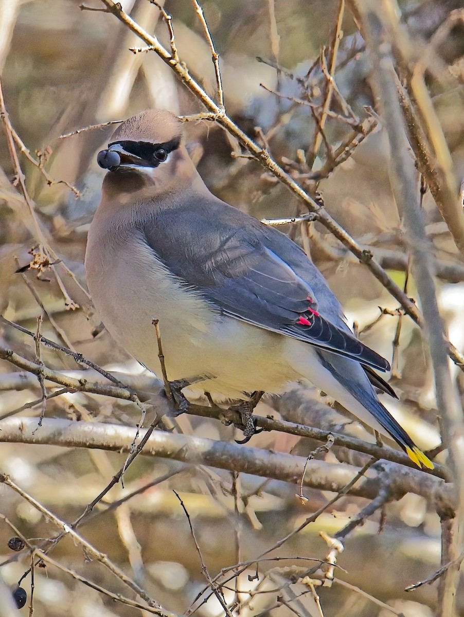 Cedar Waxwing - ML627922963