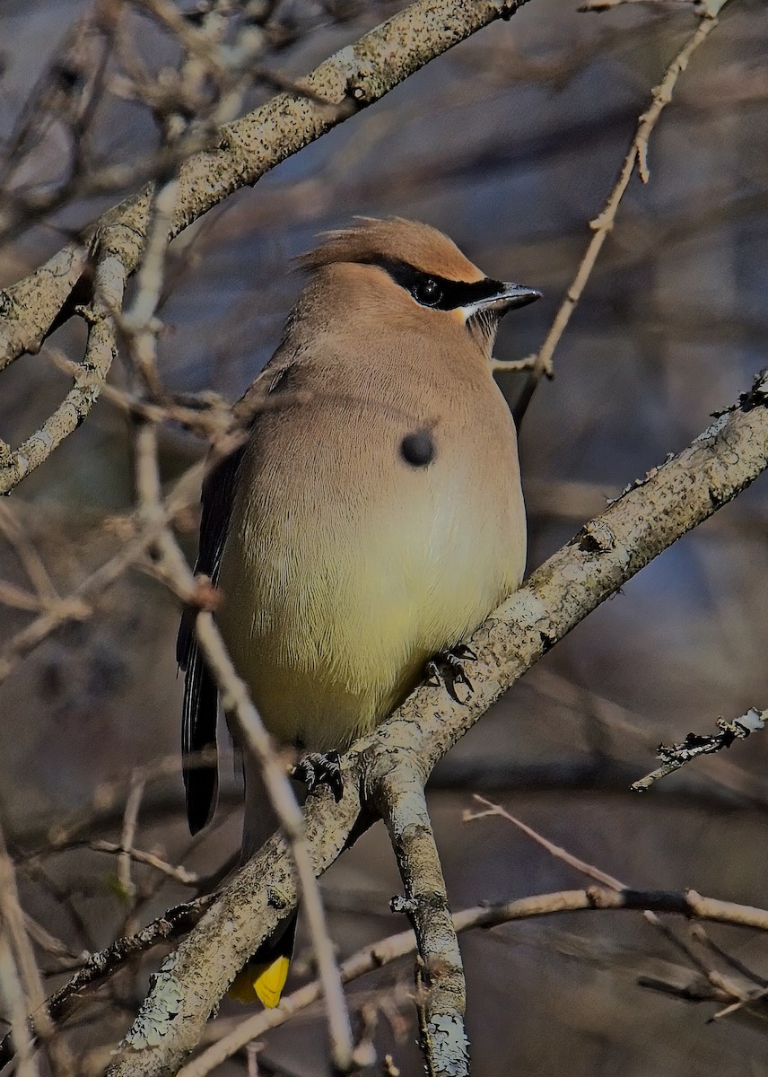 Cedar Waxwing - ML627922964