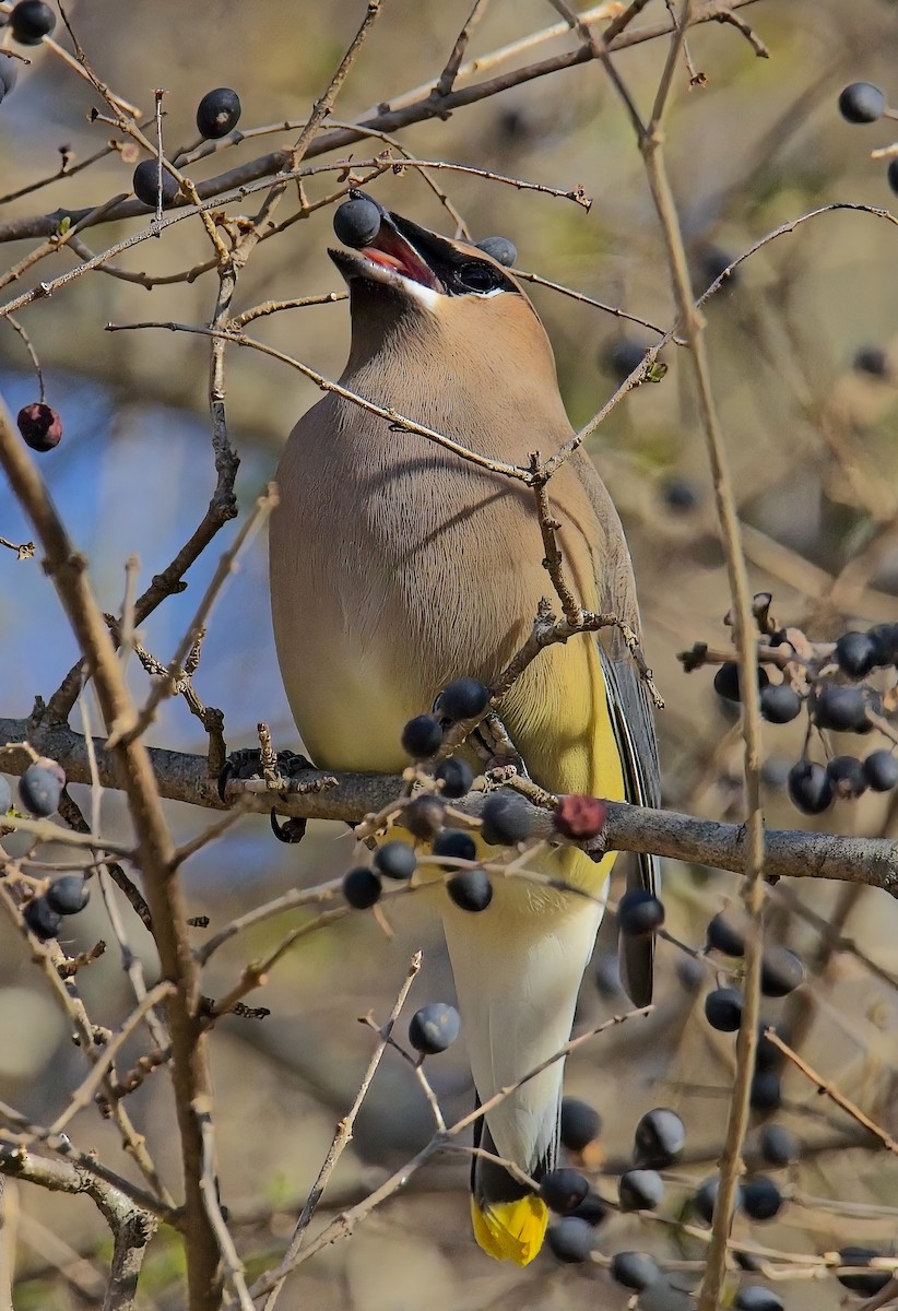 Cedar Waxwing - ML627922965