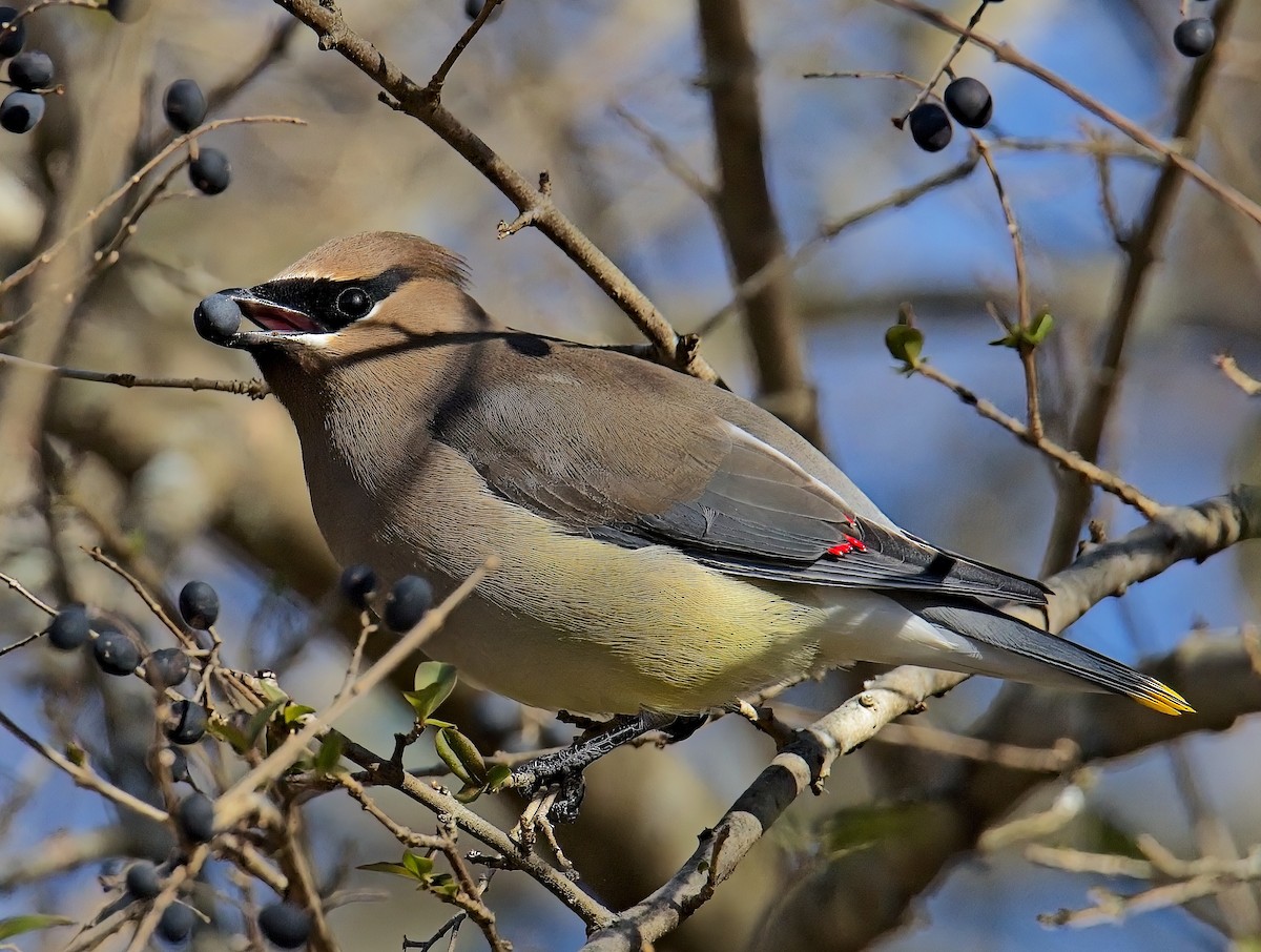 Cedar Waxwing - ML627922966